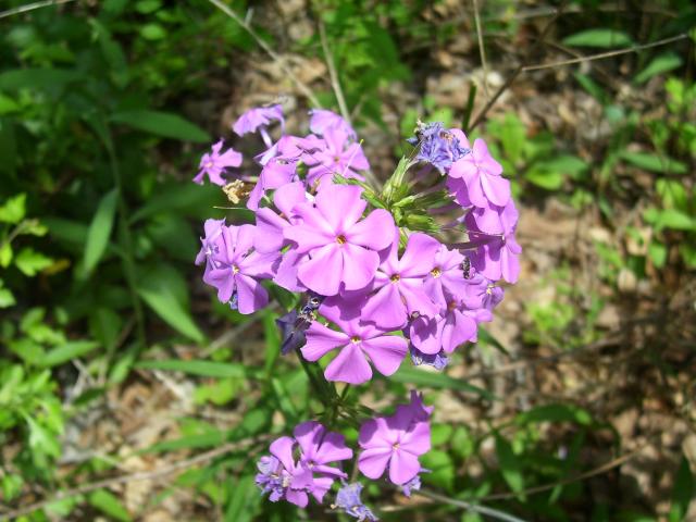 100_0259.JPG